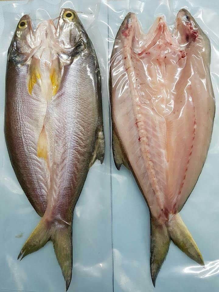 台湾午仔鱼图片